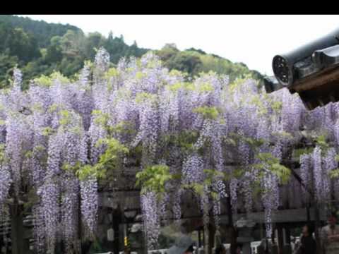 黒木の大藤.wmv