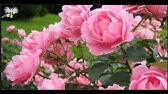 Flor Nacional de IRAN - mi diario de jardin - YouTube