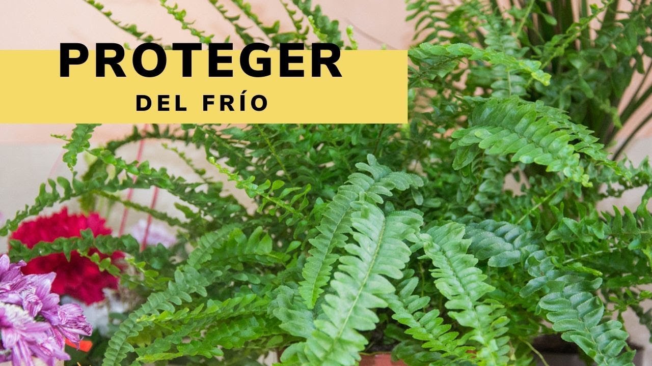 Como proteger tus plantas del frío - Germigarden