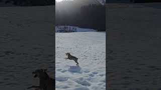Unterwegs mit Sammy #wandernmithund #happydog #winter #bergblick