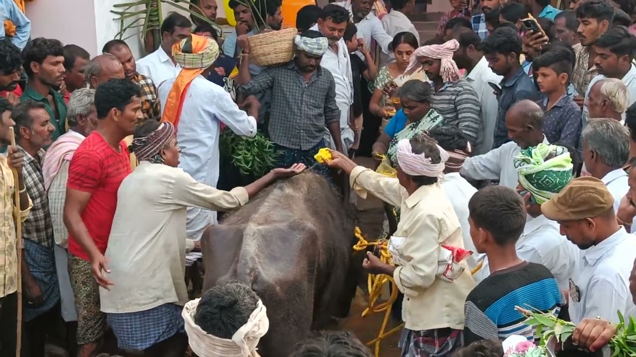 కొచ్చేరువు పెద్దమ్మ తల్లి దేవర సందర్భంగా దేవర పోతుల ఊరేగింపు 