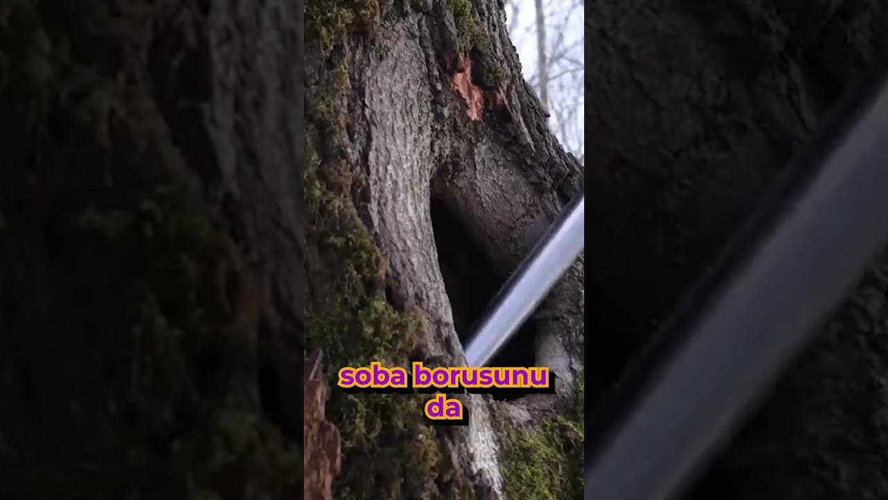 Ağa&ccedil; Kovuğuna İlgin&ccedil; Ev Yapımı! #shortvideo