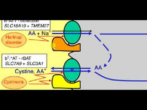 Biochemistry , 3 , HARTNUP DISEASE - YouTube