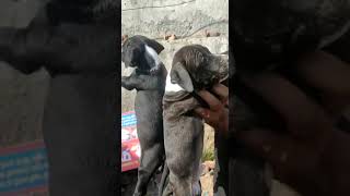 My Apbt Meerut. 2 Male Hot Blood Litne Pitbull Pup For Sale.my Contact No. 9045893276