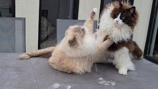 World's Most Fluffy Cat Fight! by Xiedubbel 9,978 views 11 months ago 1 minute, 51 seconds