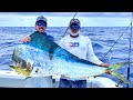 *GIANT* BLUE MAHI - Catch Clean and Cook - Fish Ceviche