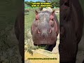 Safari Ravenna Italy |Drive Through Safari with Lions, Giraffes & Zebras #shorts #wildlife #travel