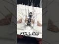 メガララ・ガルーダの標本