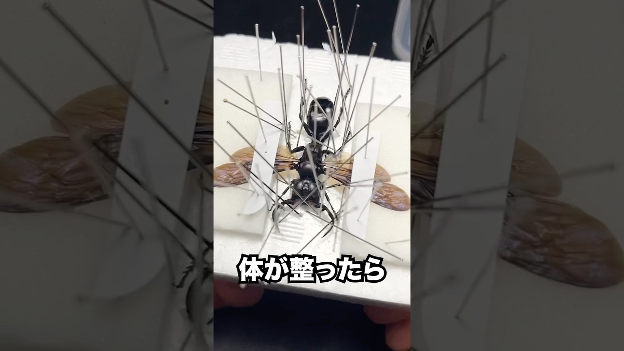 Megarara Garuda specimen - YouTube