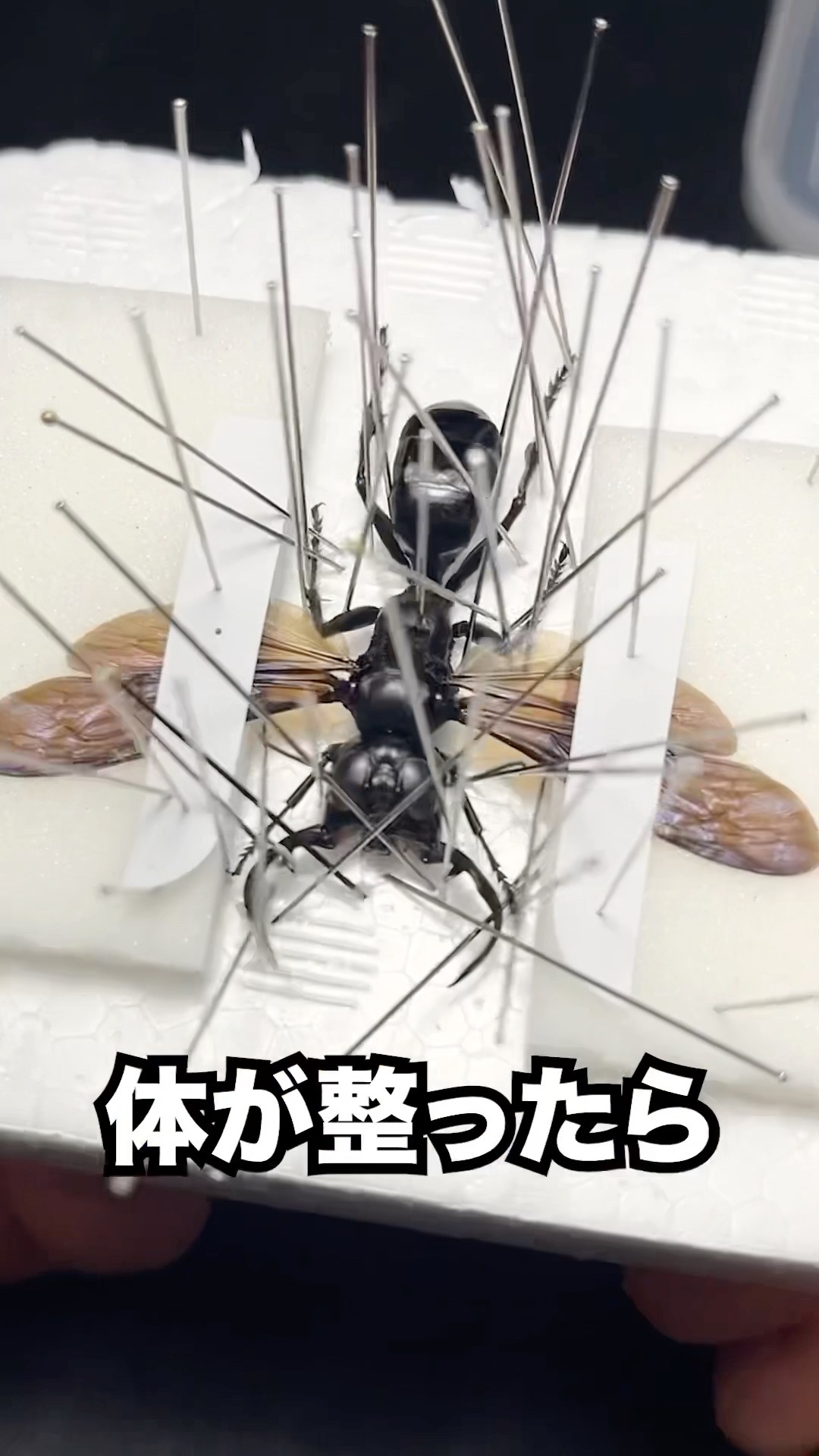 大型　メガララ　ガルーダバチ　標本 Megarara Garuda specimen - YouTube