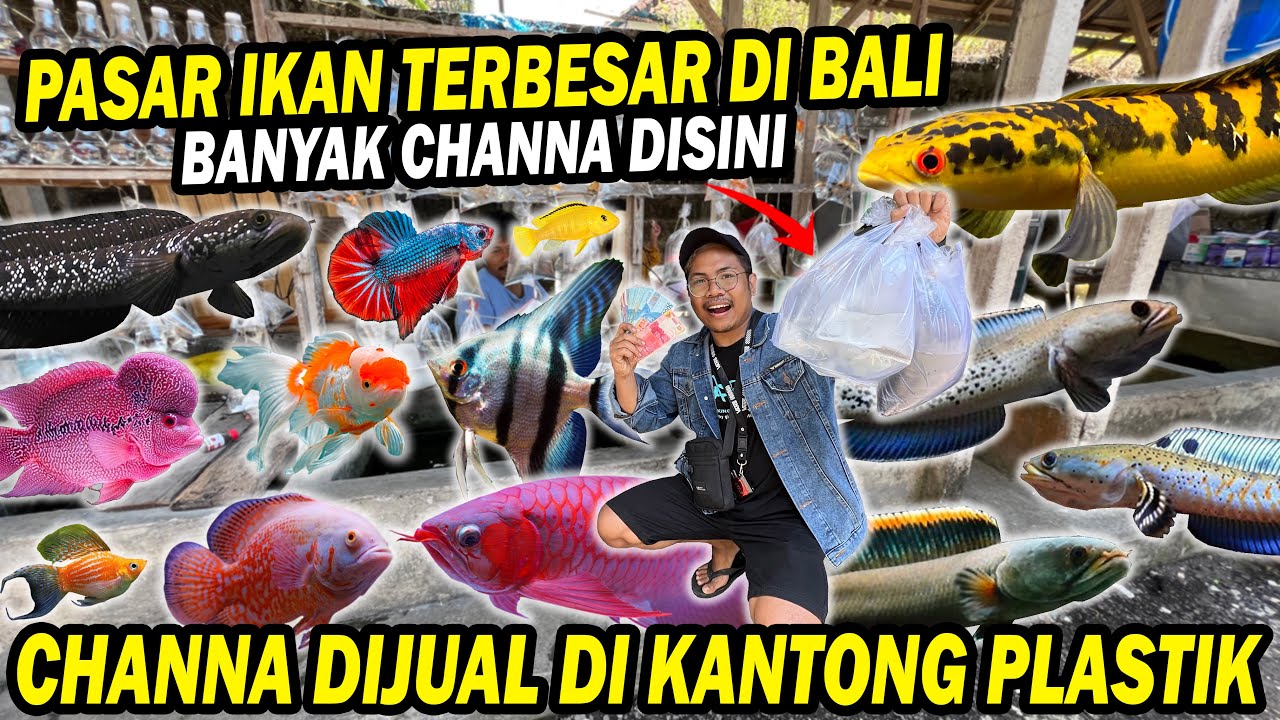 HUNTING CHANNA DI PASAR?? MODAL Rp 500.000 DAPAT APA AJA?