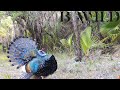 Yucatan Wildlife | Jaguar, Cougar, Coati, Tayra, Curassow, Deer, Ocellated turkey, Birds| Mexico