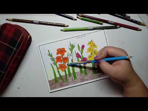 Vídeo: Como Desenhar Um Gladíolo