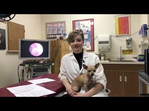 Video: Vprašajte veterinarja: Pomoč! Mislim, da ima moj pes alergije. Kaj naj naredim?