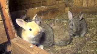 Baby Flemish Giant Bunny Rabbits by AnimalsReview 53,234 views 9 years ago 1 minute, 17 seconds