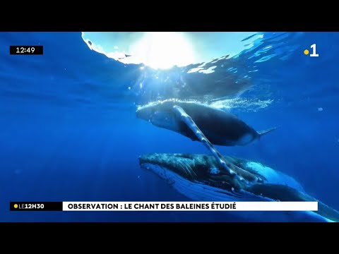 Vidéo: Observation des baleines depuis les Orcades