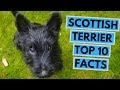 Scottish Terrier - TOP 10 Interesting Facts の動画、YouTube動画。