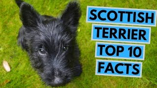 Scottish Terrier  TOP 10 Interesting Facts