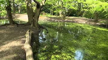 West Heath: Beautiful forest part of North London