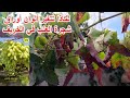 لماذا تتغير ألوان أوراق شجرة العنب في الخريف 2 Why Do Grapevine Leaves Change Color In The Fall 
