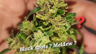 Grow Master Kush | Black spots | meldew | throw away ? Help ? #grow #art #420 #Kush