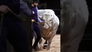 Belgian Blue