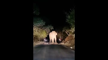 Elephant in Sathyamangalam forest Goosebumps/dhimbam Hills