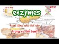 #191. Enzymes • hoạt động trong cơ thể bạn?