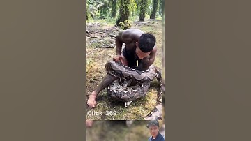 Ular Piton Batu Afrika vs Manusia – Konfrontasi yang Luar Biasa
