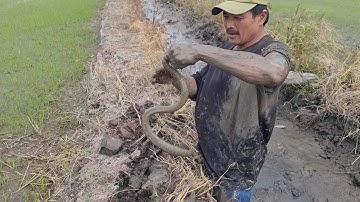 không ngờ bắt được rắn khủng nằm trong hang.góc làng quê#750