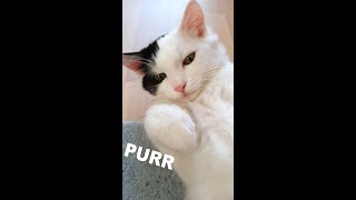 Kitten Purring Loud | Happy Cat Purring Like A Motor