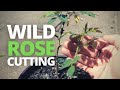 How to take a wild rose cutting