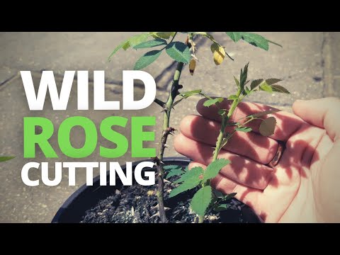 How to Take a Wild Rose Cutting