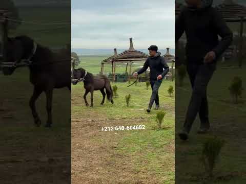 بوني 4 سنوات خيرات القنيطة 