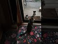 Help! A little kitten trying to break into our house! 😹