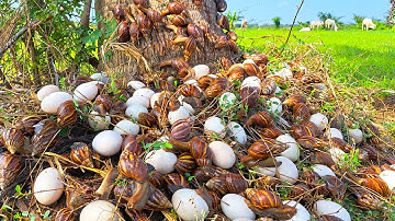BEST amazing - pick a lot of duck eggs and snails under coconut tree at field by hand a farmer