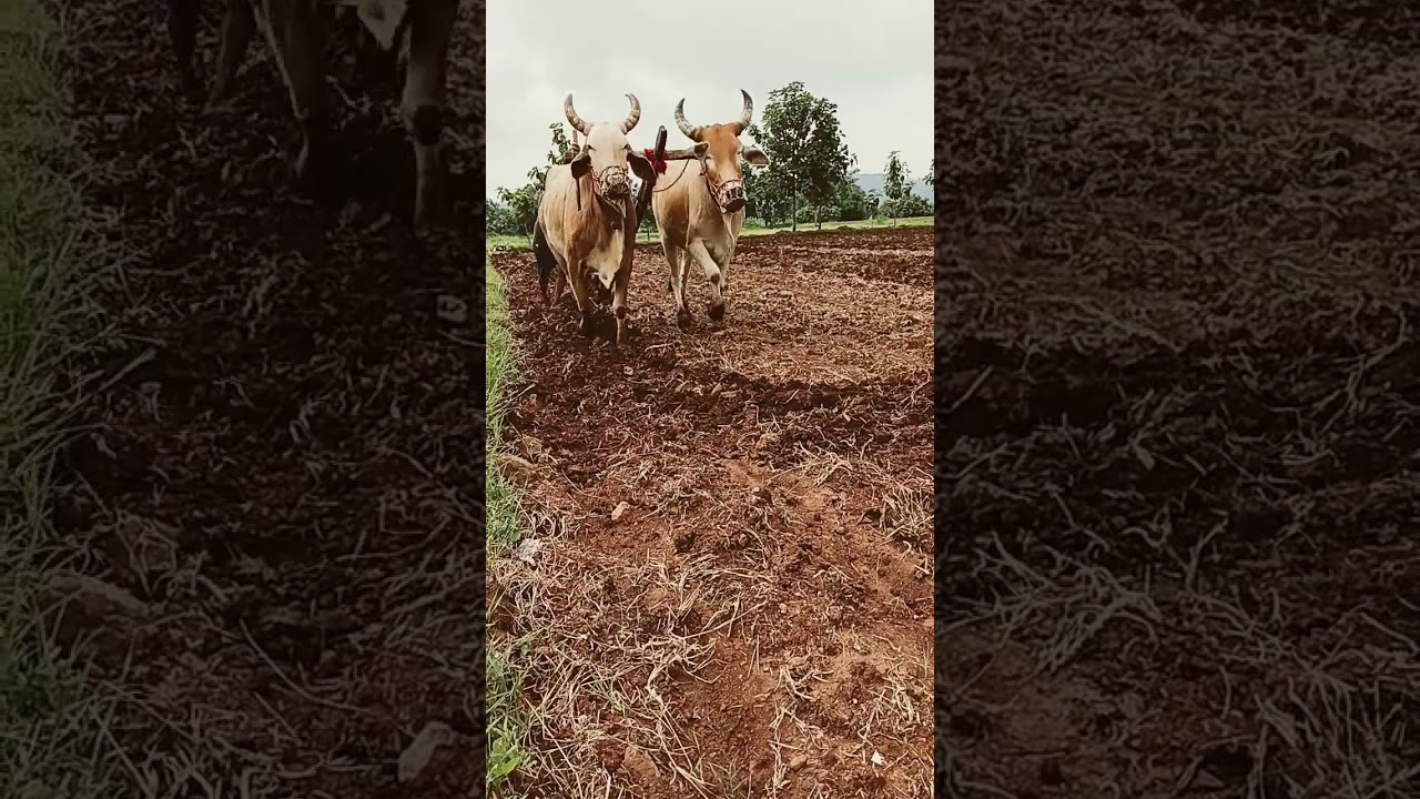 A farmer's hard work is like this #Vairal #shortvideo