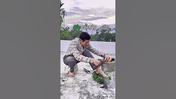 CÙNG TÌM HIỂU VỀ CÂY NGẢI CỨU  #caythuocnam  #thuocnam #thaoduoc #shorts #dongy