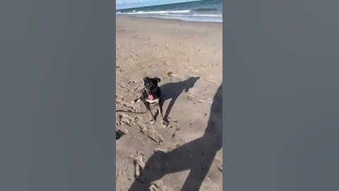 Charlie Working On The Come Command By Smart Start Puppies