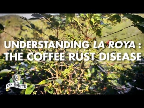 Understanding La Roya: the Coffee Rust Disease
