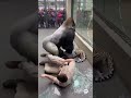 【衝撃】飼育員絶体絶命！その時、隣のゴリラが UNBELIEVABLE: Gorilla Smashes Glass to Save Zookeeper from Leopard Attack!
