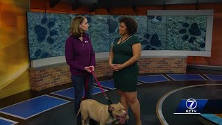 Nebraska Humane Society interview