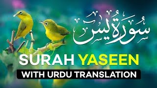 surah yaseen with urdu translation full|surah yaseen with urdu translation full beautiful voice