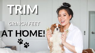 TRIMMING YOUR DOG'S PAWS AT HOME // Cavalier King Charles