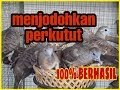 Cara mudah menjodohkan perkutut ,100% BERHASIL