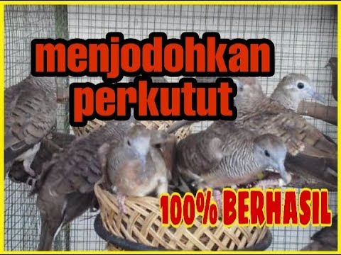 Cara Mudah Menjodohkan Perkutut ,100% Berhasil - Youtube
