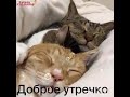 Доброе утречко понедельника! 🐈🐈🐈