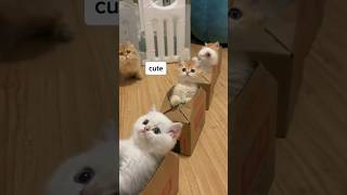 Kucing naik kereta kardus #shorts #kucingcomel #catlovers