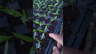 Paano solusyonan Ang sakit na damping off sa punla? #seedling #atsal |Pinoyfarming 