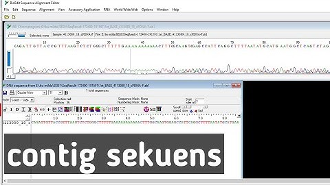 Contig sekuen Dengan Bioedit